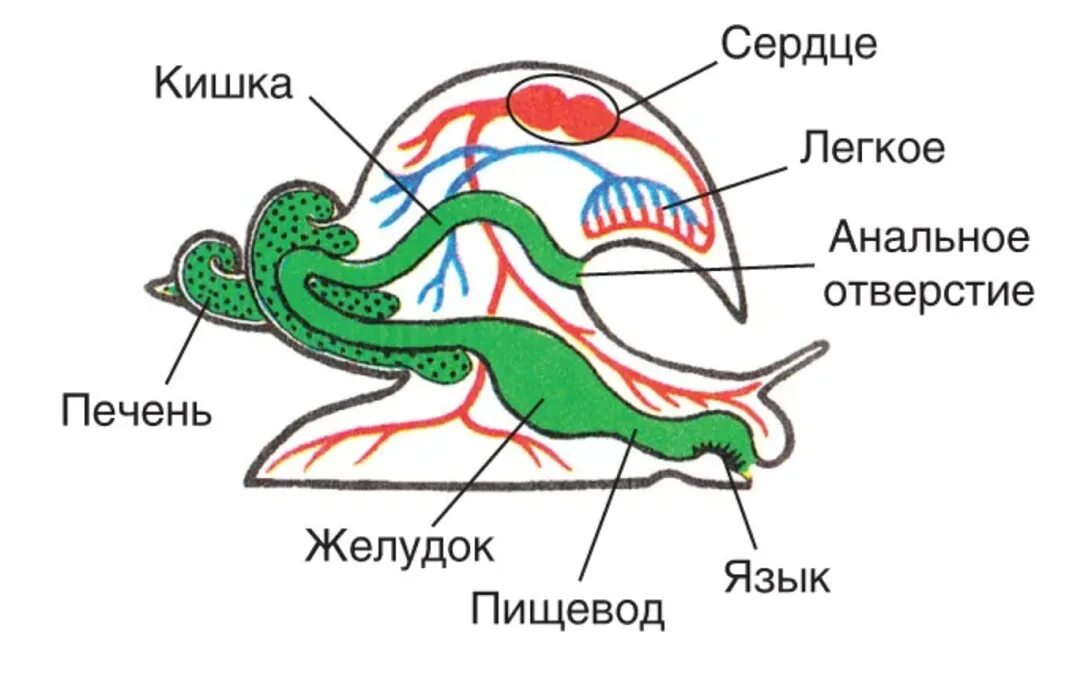 Брюхоногие моллюски пищеварительная система. Пищеварительная система брюхоногих моллюсков схема. Пищеварительная система прудовика. Строение пищеварительной системы прудовика.