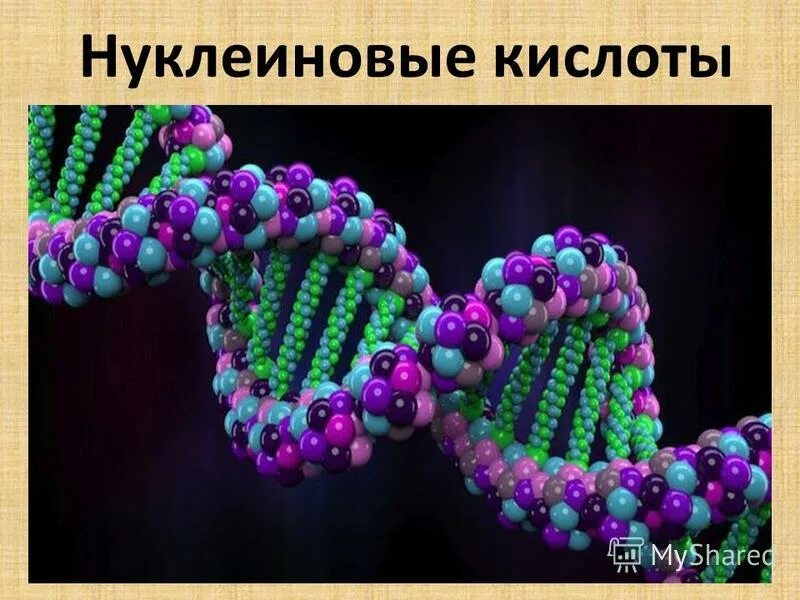 8 нуклеиновые кислоты. Нуклеиновые кислоты. Нуклеиновые кислоты биология. Нуклеиновые кислоты биология 9 класс. Нуклеиновые кислоты картинки.