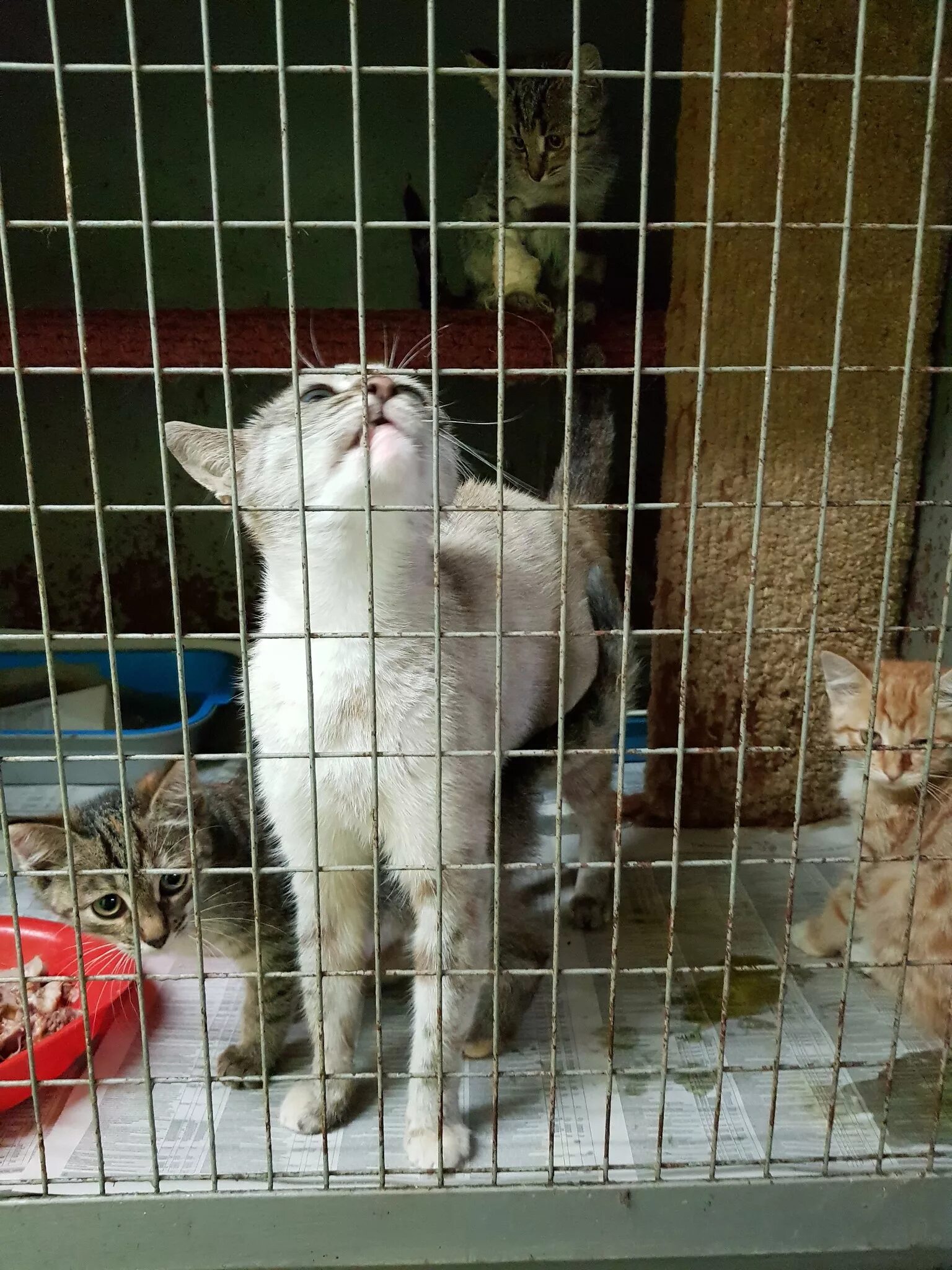 Лосиная ферма. Кенгуру ленинградский зоопарк. Ярмарка животных нижний новгород индиго. Фирмы фотосессий с животными. Домашние животные нижний новгород.