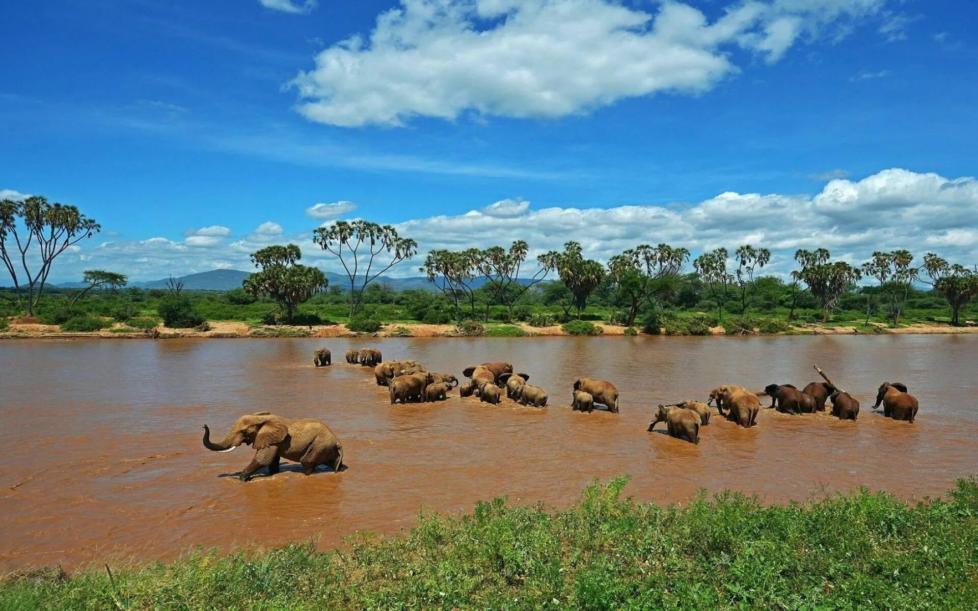 Africa river. Лимпопо река в Африке. Река Лимпопо ЮАР. Лимпопо Мозамбика. Дикие реки Африки Лимпопо.