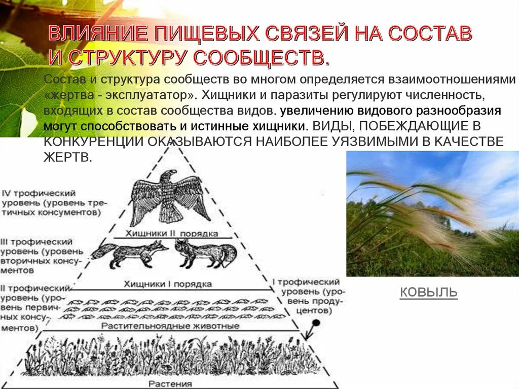 Состав и структура сообществ. Иерархия сообществ животных. состав и структура сообщества. хищники регулируют численность. пространственная структура популяции.
