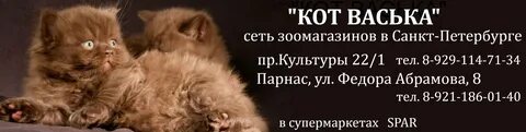 Васька кот 1