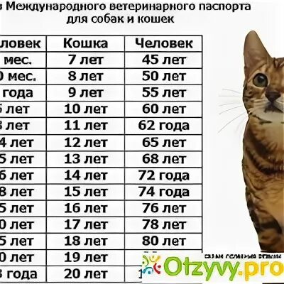 Коту 6 месяцев сколько. Кошачий Возраст по человеческим меркам 10 лет таблица. Сколько лет кошке по человеческим меркам. Кошачий Возраст на человеческий таблица. Возраст кошки по кошачьим меркам таблица.