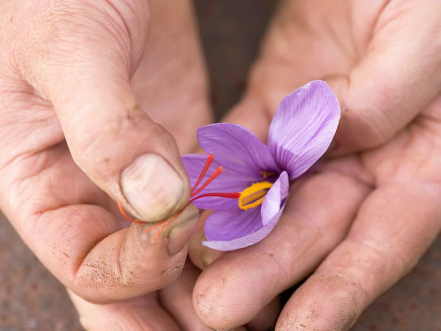 Шафран. Шафран цветок. Saffron extract (Crocus sativus). Шафран в России растет. Шафран посевной