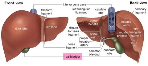 Liver anatomy.