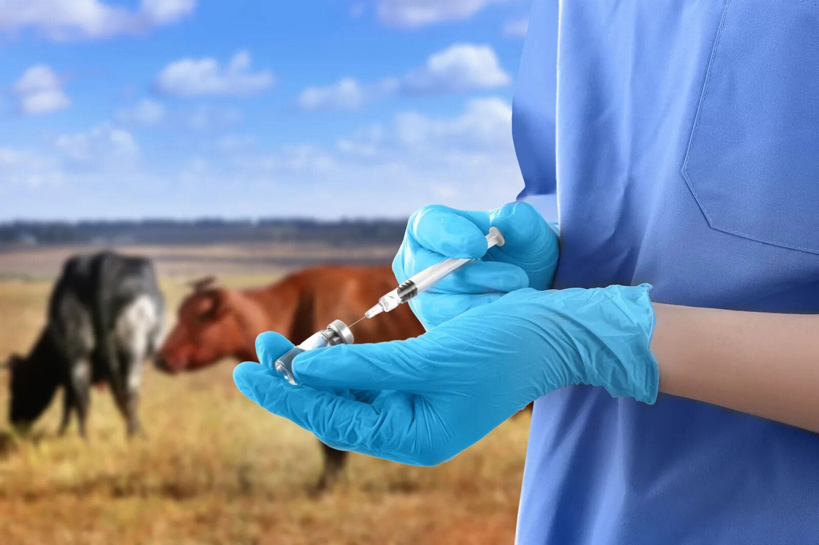 Ветеринарные правила. Вакцинация от ящура КРС. Бруцеллез КРС вакцинация. Ветеринария в сельском хозяйстве.