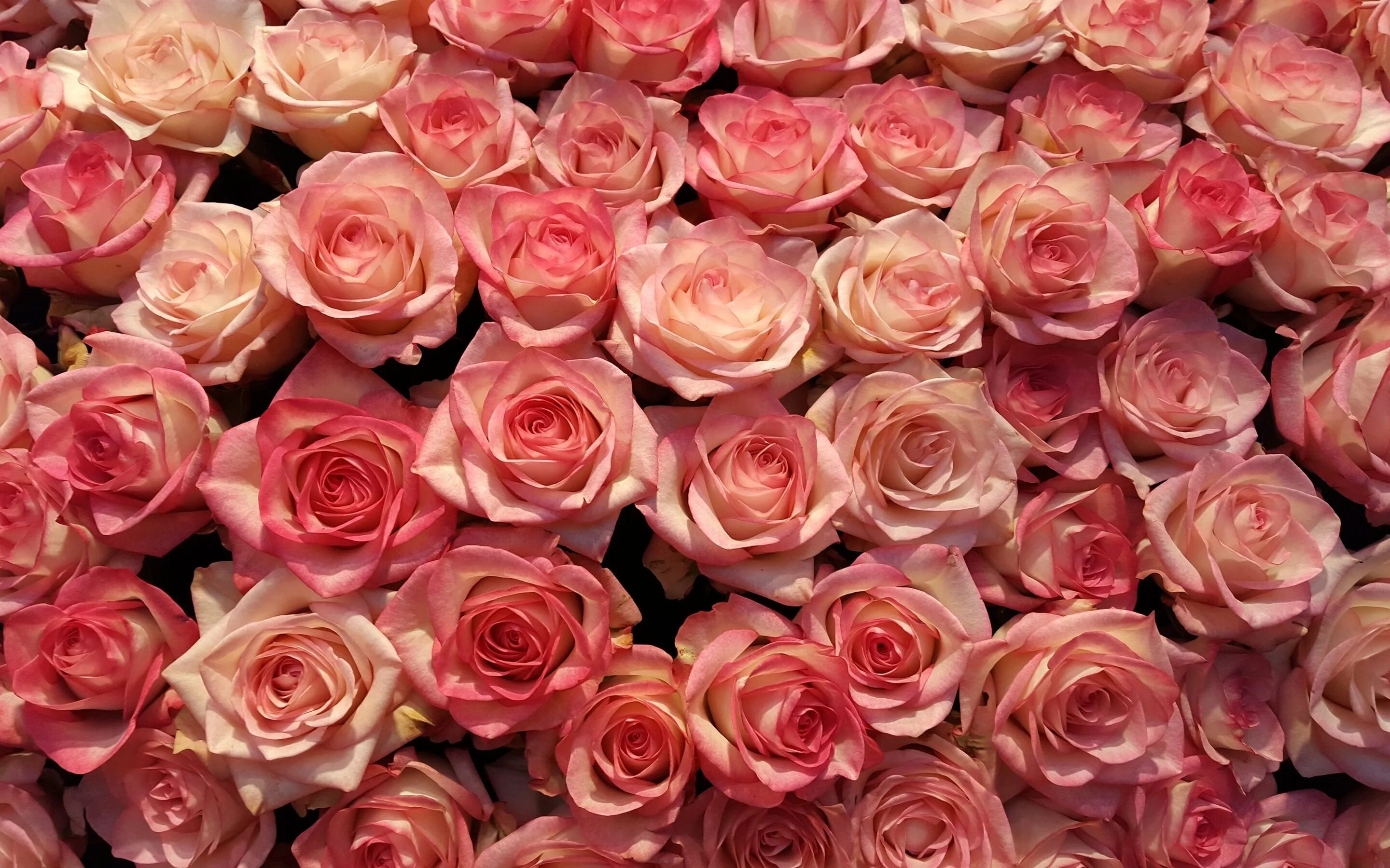 Rose background