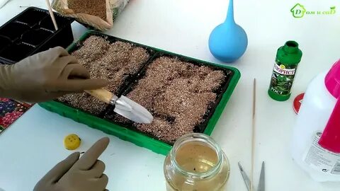 Вербена выращивание рассады из семян