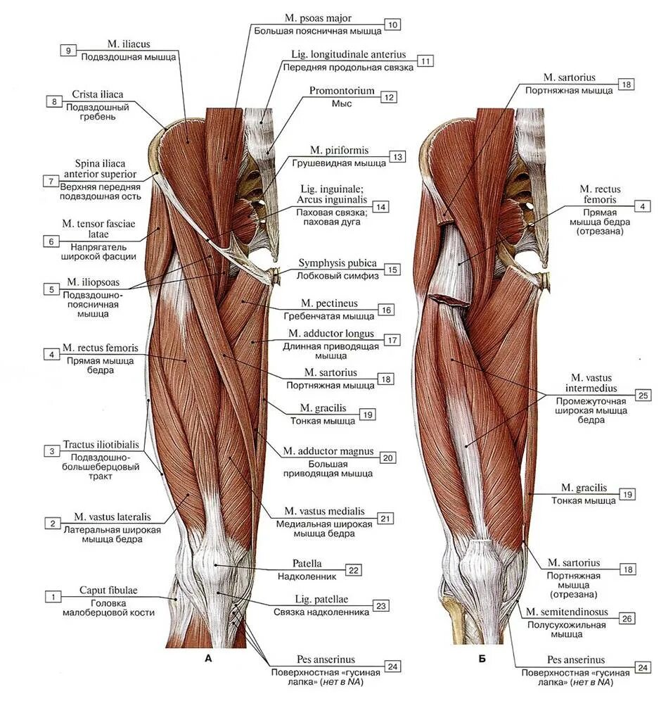 Области нижней конечности. Поверхностные мышцы нижней конечности спереди. Мышцы нижней конечности задняя группа бедра. Мышцы бедра спереди анатомия.