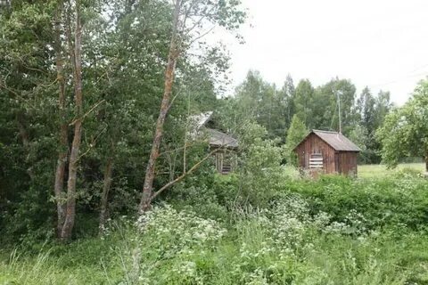 Спас береза