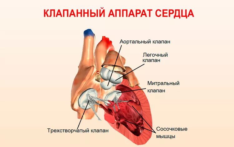 Значение клапанного аппарата сердца. Структуры клапанного аппарата сердца. строение и значение клапанного аппарата. строение клапанного аппарата сердца анатомия. строение и функции клапанного аппарата сердца.