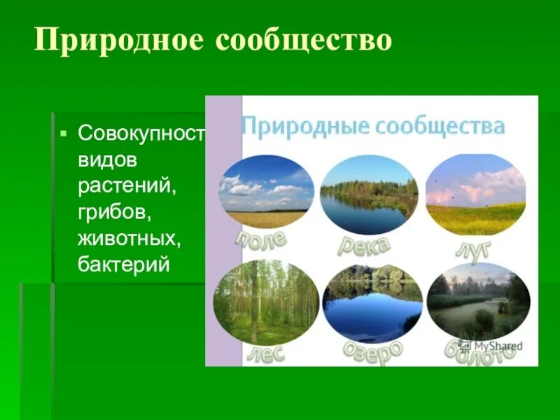 Природные сообщества. Виды природных сообществ. Характеристика природного сообщества. Природные сообщества биология. Биология сообщение на тему природное сообщество