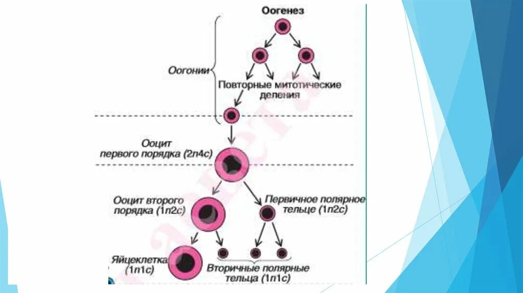 Второе направительное тельце. Генетический материал и Тип половых клеток. Гаметогенез оогонии. Набор генетического материала и Тип половых клеток. 2n2c Тип половых клеток.