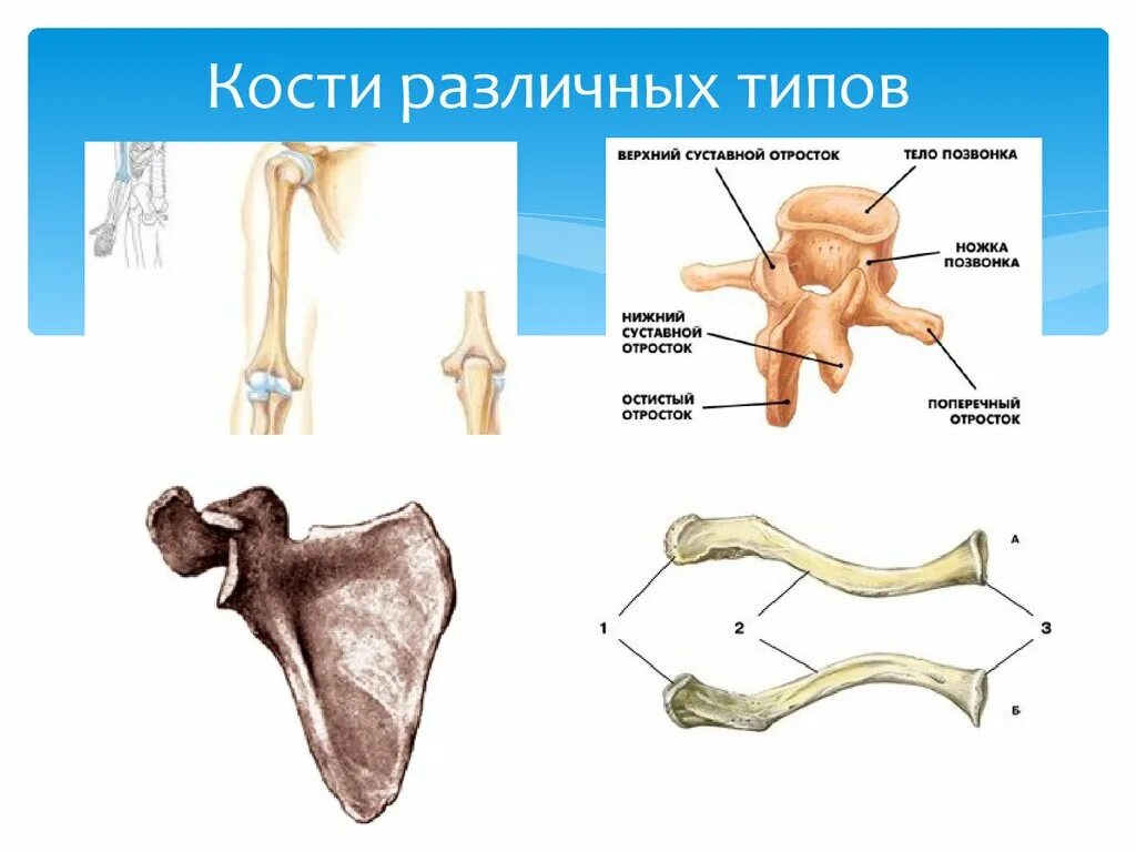 Кости трубчатые губчатые плоские смешанные. Кости классификация анатомия. Строение костей. Типы костей человека.