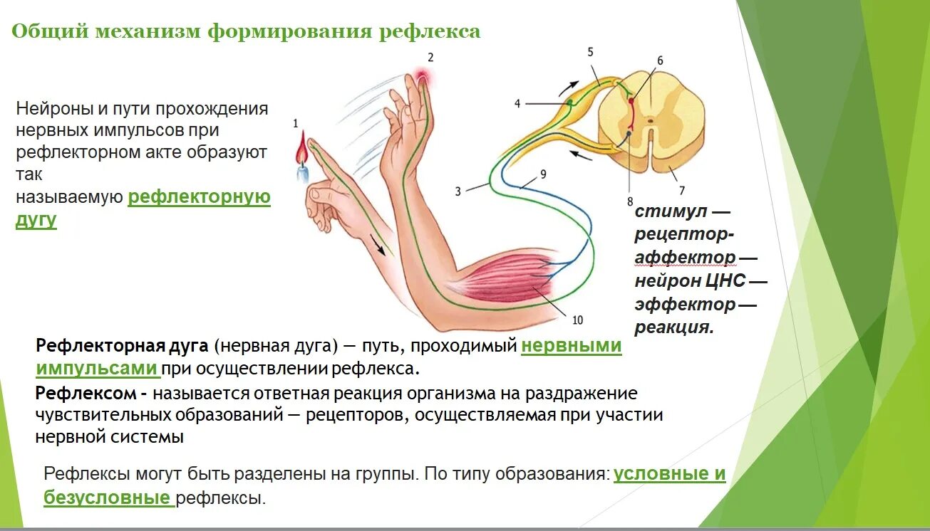 Безусловные рефлексы человека и животных обеспечивают. Рефлекторная дуга Декарта. Условные рефлексы презентация. Декарт рефлекс. Рефлекторный механизм Декарта.