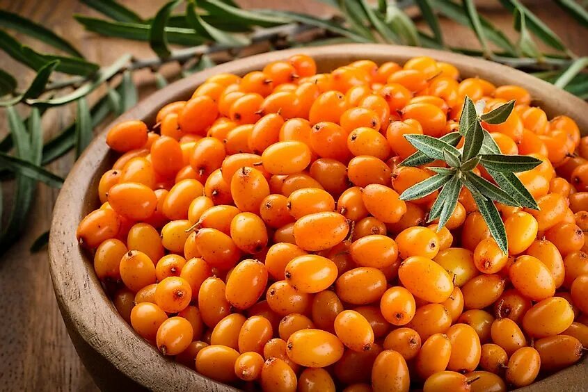 Облепиха иволистная. Ягоды облепихи. Friesdorfer orange облепиха. Friesdorfer orange облепиха. Ягоды облепихи.