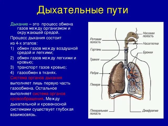 Этапы поступления воздуха. Процесс дыхания этапы анатомия. Из чего состоит система дыхания. Процесс дыхания и органы дыхательной системы анатомия. Дыхание легкие.