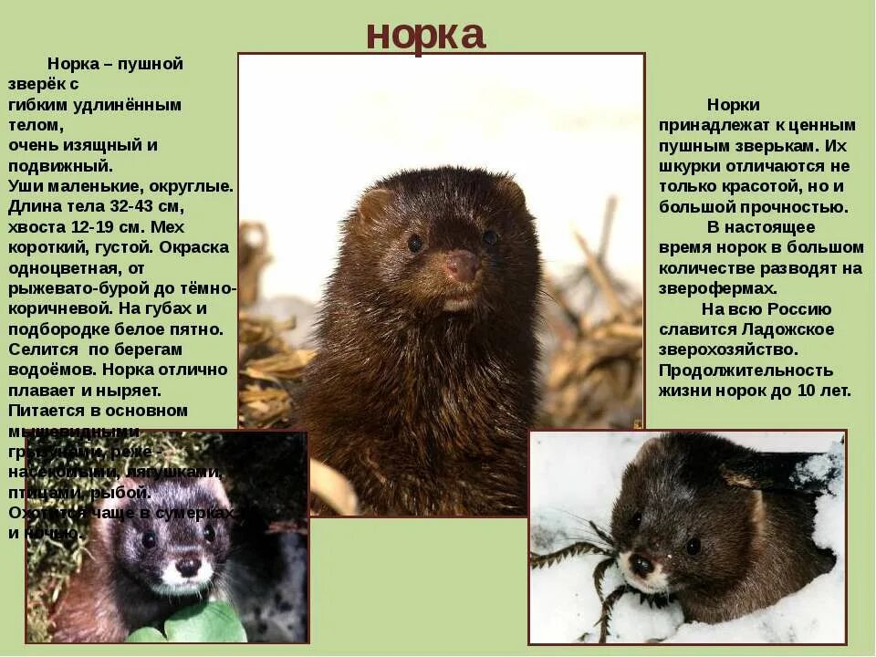 Доклад про норку. Рассказ о норке 3 класс. Европейская норка красная книга. Норка место обитания. Пушной зверек.