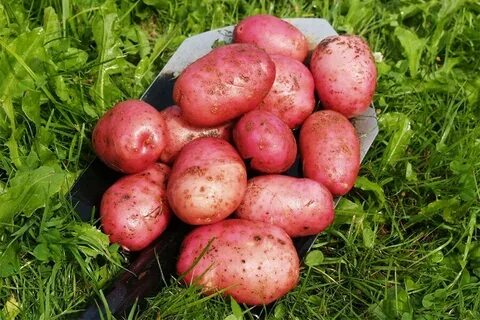 Картофель эволюшен