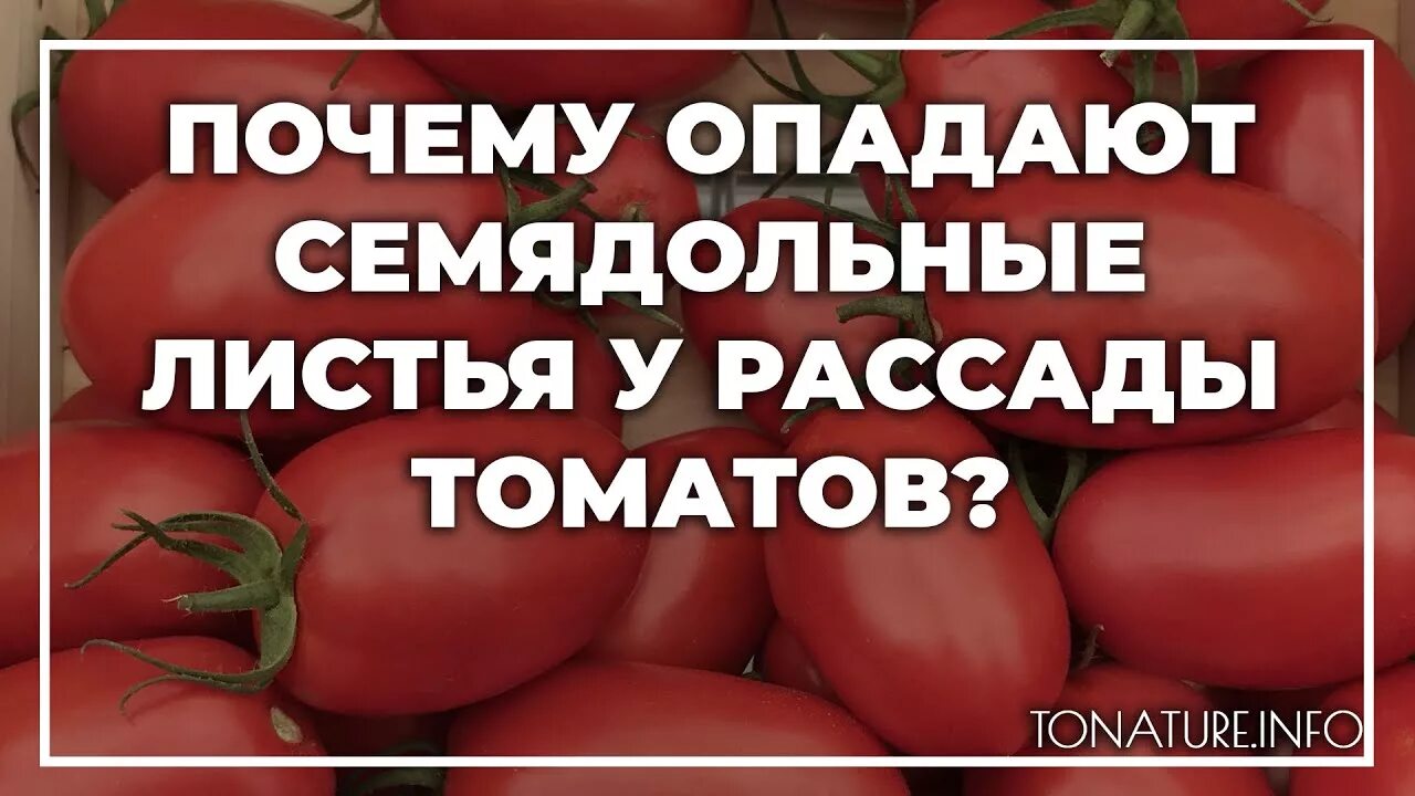 Почему опадают томаты. У томатов опадают семядольные листочки. Семядольные листочки у томатов. Что такое семядольные листочки у помидор. Почему у томатов семядольные листья желтеют.