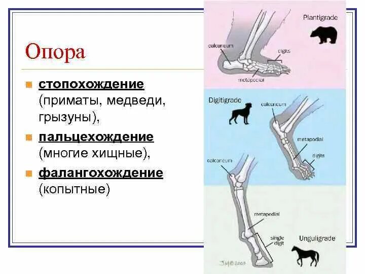 Расположение конечностей у млекопитающих