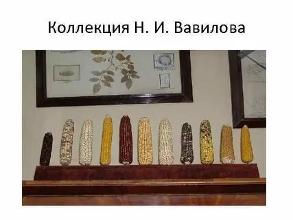 Коллекция всесоюзного института растениеводства впр