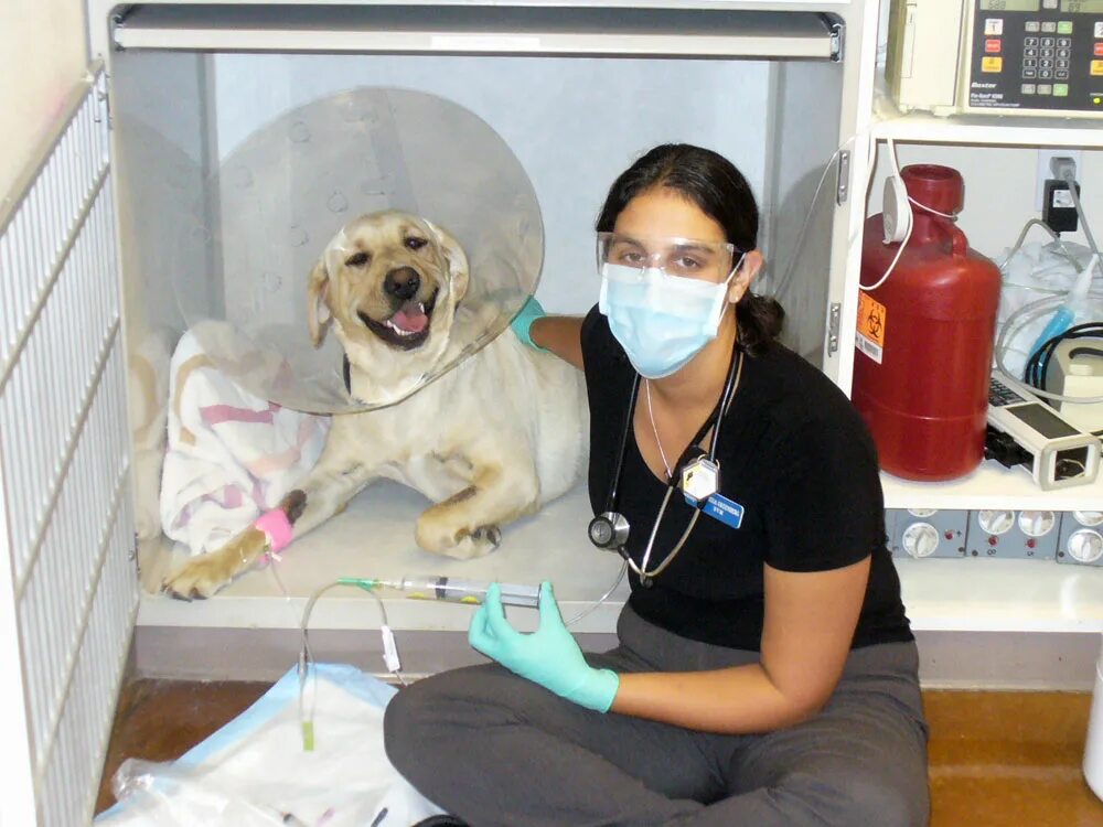Собака в ветеринарной клинике. Терапия животных. Собака в ветеринарной клинике. Животные в клинике. Химиотерапия животных.
