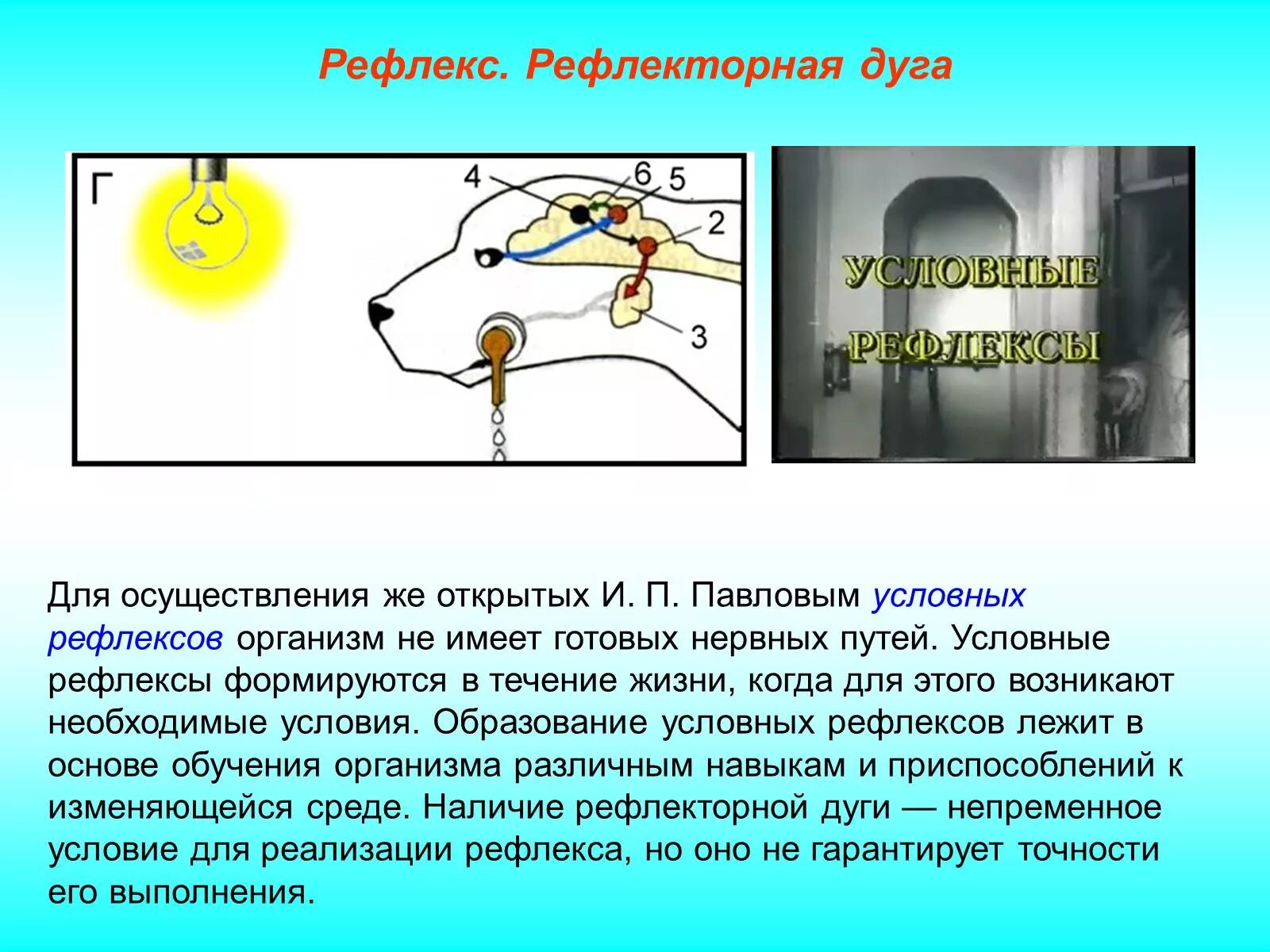 Рефлекторная дуга условного и безусловного мигательного рефлекса. Компоненты рефлекторной дуги условного рефлекса. Рефлекс Павлова рефлекторная дуга. Формирование условного и безусловного рефлекса дуги.