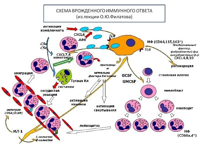 Механизм клеточного иммунитета схема. Механизм гуморального иммунитета схема. Схема формирования клеточного иммунитета. Механизмы активации клеток врождённого иммунитета.