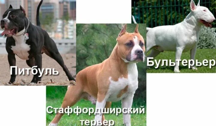 Чем отличается стаффордширский терьер от питбуля. Стаффордширский терьер амстафф. Стафф американский стаффордширский терьер. Чем отличается стаффордширский терьер от питбуля. Питбуль и американский стаффорд отличия.