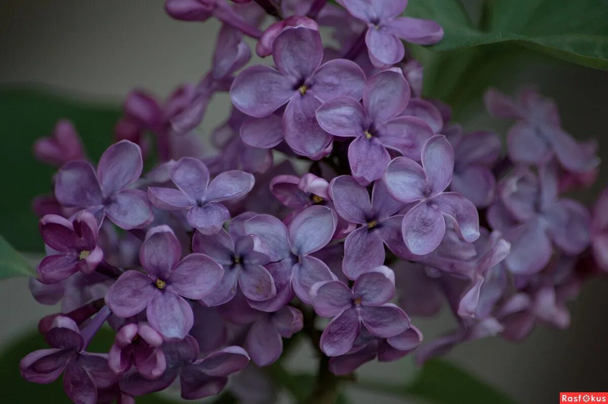 Сирень (Syringa) срезка. Шестилистная сирень. Сирень сорт Белисент. Американская сирень