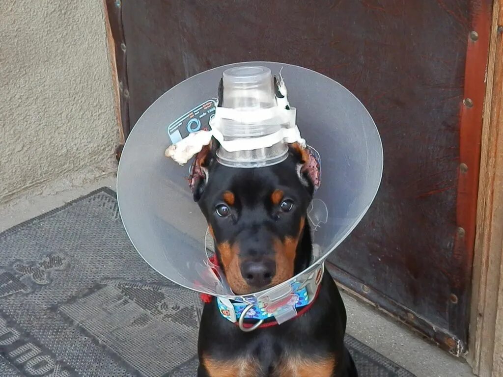 После купирования ушей. Купирование ушей стаффордширского терьера техника. Корона после купирования ушей у собак. Доберман с хвостом но с купированными ушами. После купирования ушей.