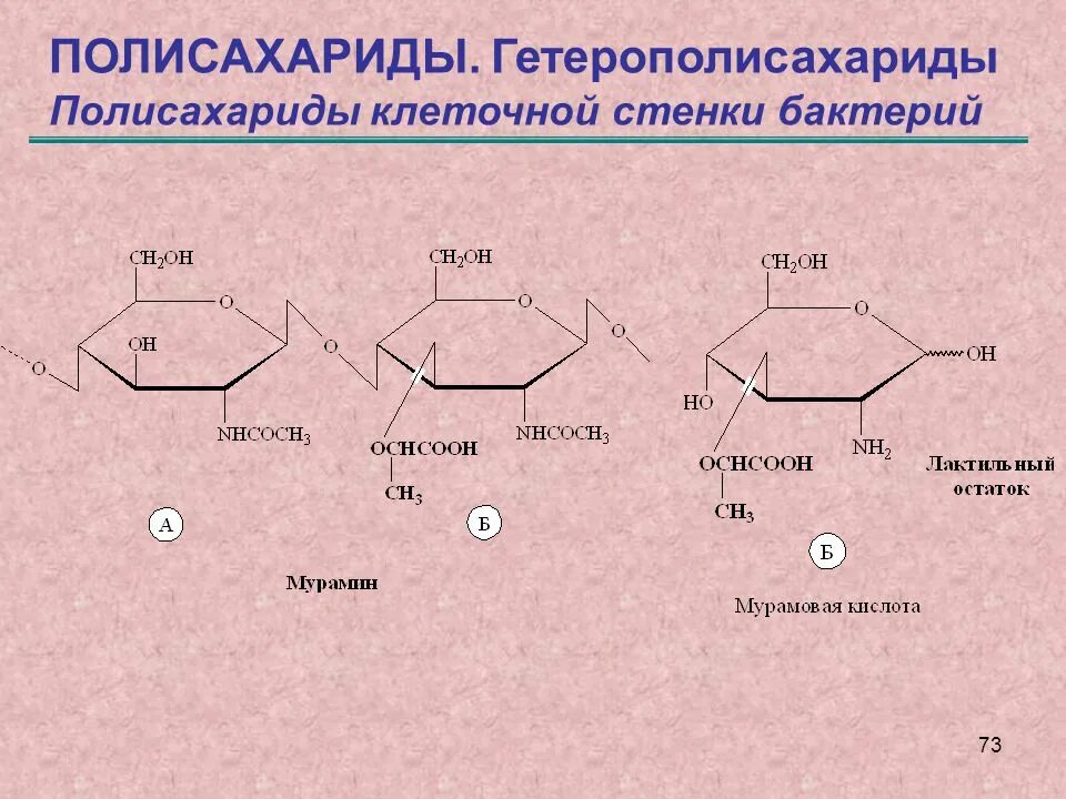 Полисахарид образующий клеточную стенку растений. Полисахариды гетерополисахариды. полисахариды клеточной стенки. строение полисахаридов. азотсодержащие полисахариды.