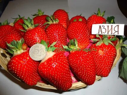 Клубника азия описание сорта и характеристика фото