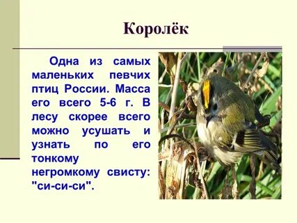 Краткий рассказ про птицу