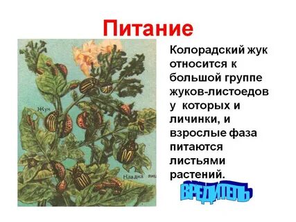 Органы выделения колорадского жука