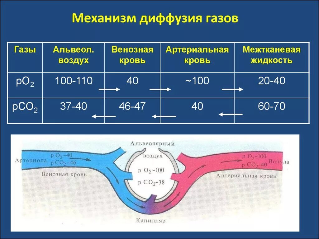 Обмен газов между альвеолярным воздухом и кровью