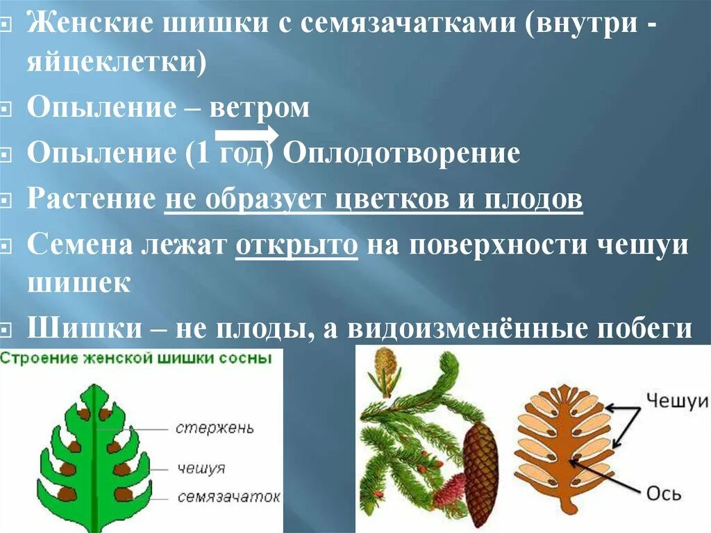 Семязачатки лежат на чешуях шишек