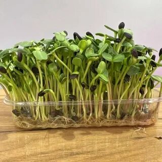 Питание микрозелень