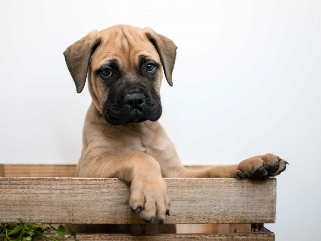 американский бульмастиф. бульмастиф щенки. бульмастиф щенки. королевский бульмастиф. , бульмастиф бульмастиф щенков.