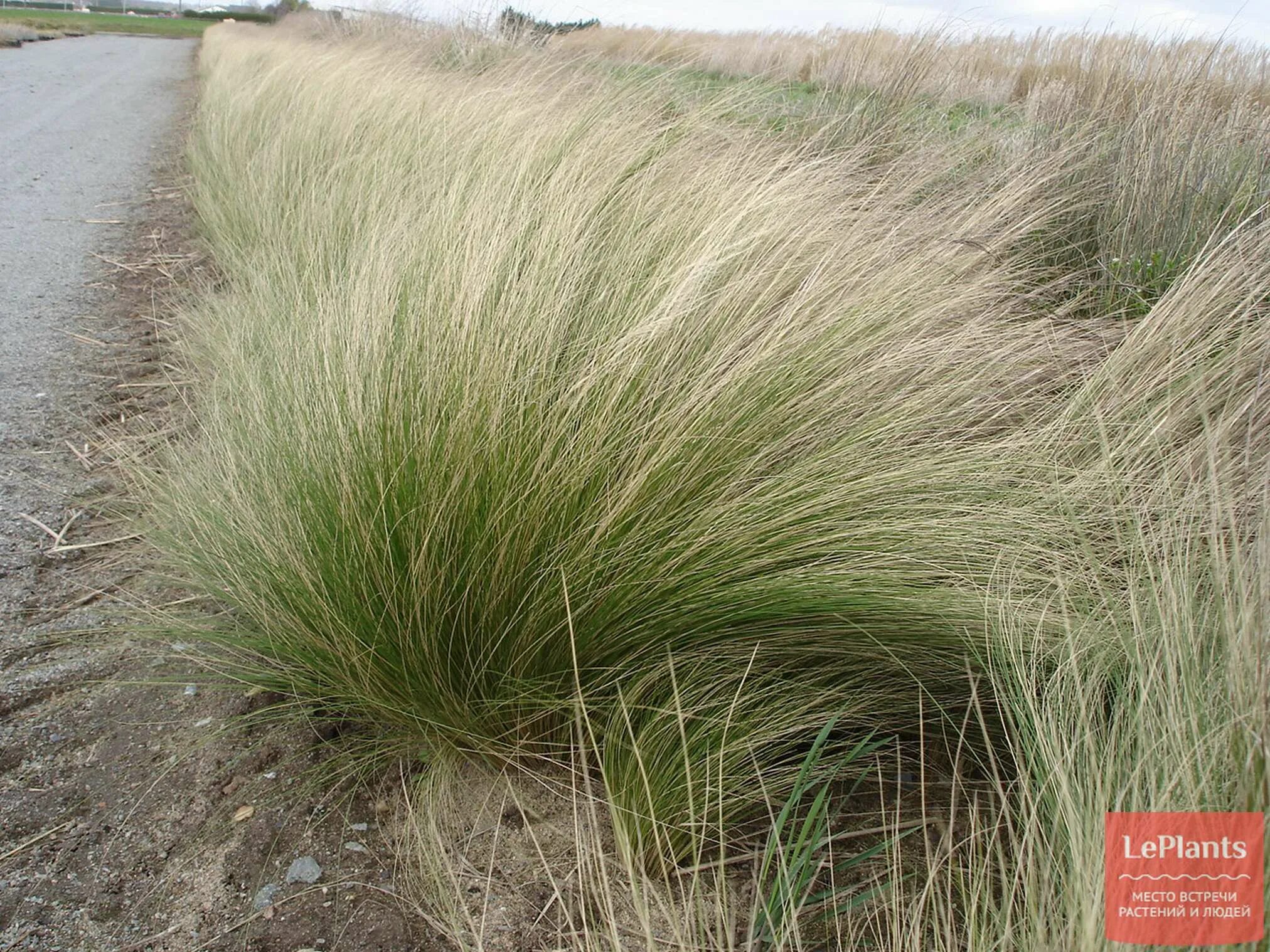Типчак где растет в какой зоне природной. Ковыль и типчак. stipa tenuifolia. ковыль ксерофит. ковыль склерофит.