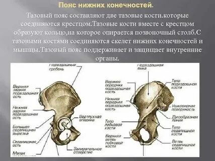 Что относится к тазовому поясу