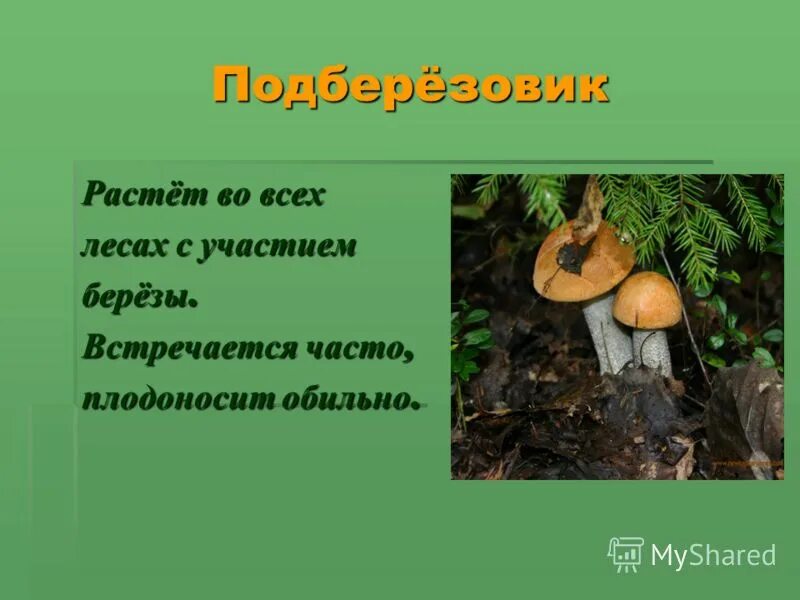 методы исследования грибов. изучением грибов занимается наука микология. полезные и вредные грибы для человека. способы микроскопического изучения грибов. реферат на тему выращивание грибов.
