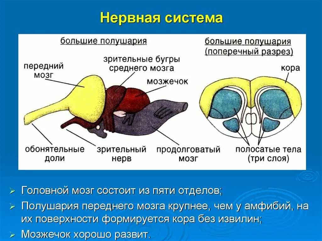 Развитие мозжечка у земноводных. Мозжечок у амфибий. Головной мозг состоит из пяти отделов. Головной мозг амфибий. Головной мозг состоит из 5 отделов.