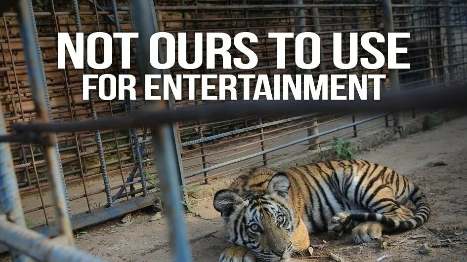 Do you like the zoo. Peta animals. Animals in the Wild and in Captivity. Wild animals in Captivity ЕГЭ. Navs peta животные.