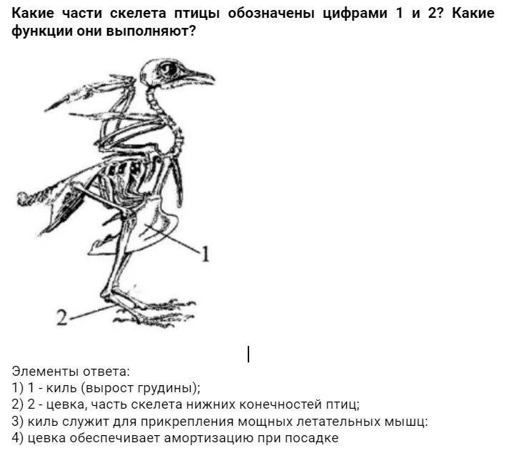 Какие функции выполняет скелет птицы. Опорно двигательная система птиц скелет. Строение опорно двигательной системы птиц. Характеристика костей птиц. Скелет птицы схема биология 7 класс.