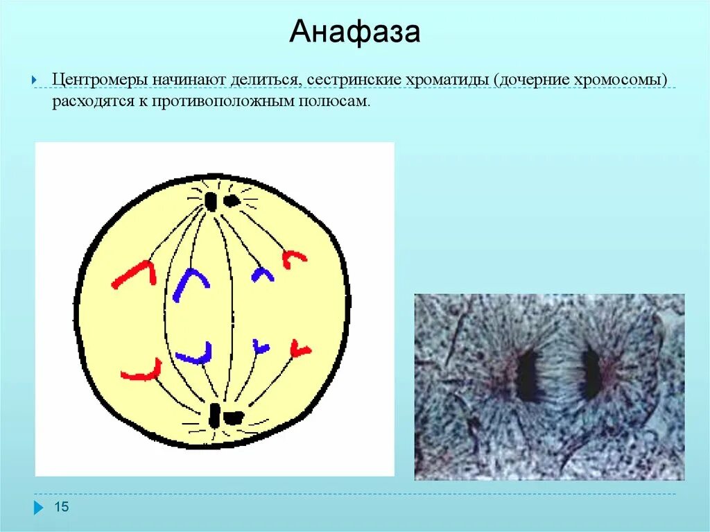Сколько клеток в анафазе. Анафаза в биологии рисунок. Клетка в анафазе митоза. Процессы протекающие в анафазе. Митоз биология метафаза анафаза.