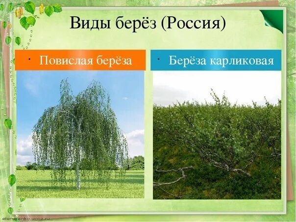 Виды берез. Виды берёз в России. Видовое название березы. Какие бывают березы