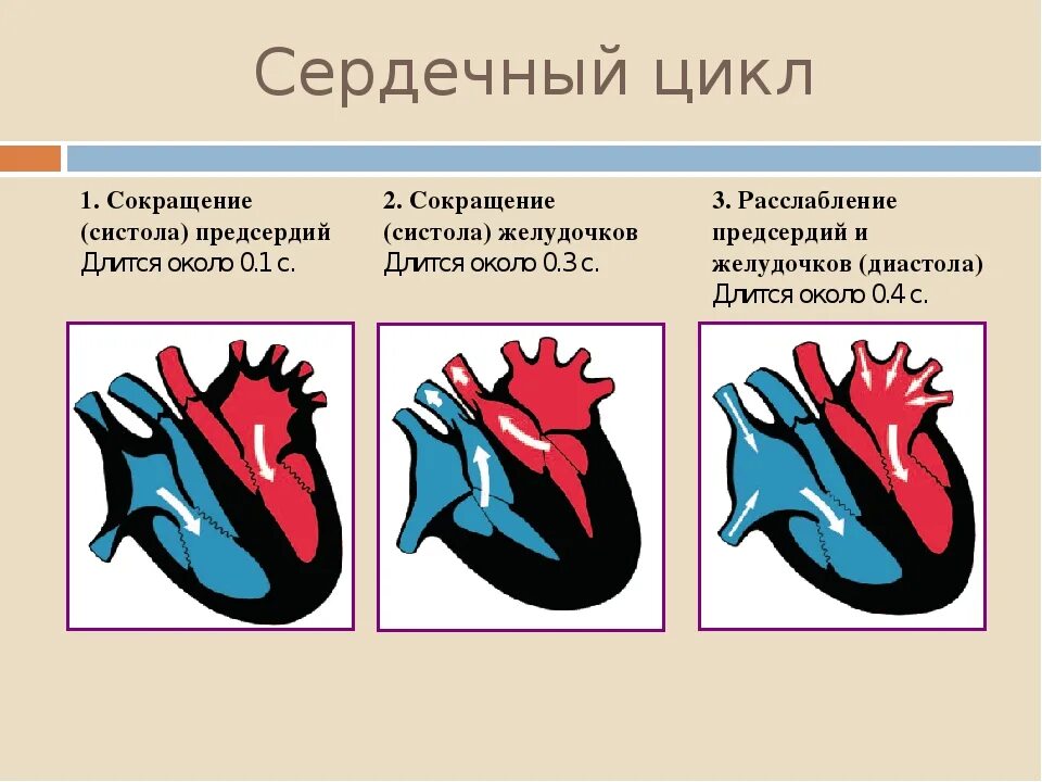 Систола желудочков длится дольше систолы предсердий. Цикл сердца систола диастола. Фаза сердечного цикла систола предсердий. Сердечный цикл систола предсердий систола желудочков диастола. Фаза сердечного цикла систола желудочков.