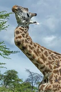Giraffe neck